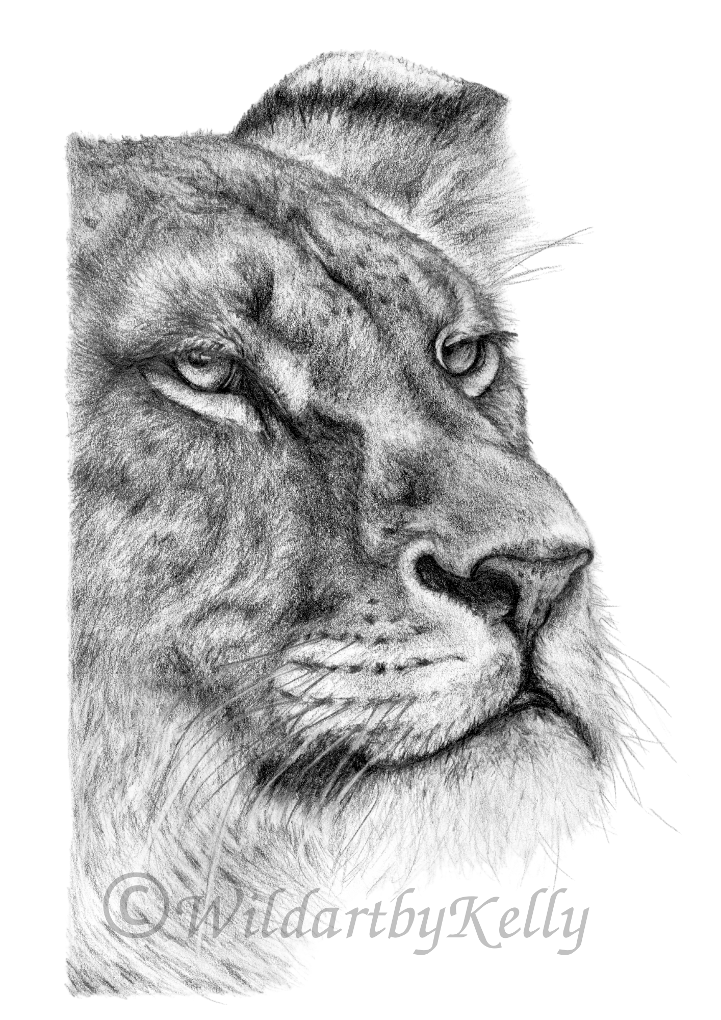'Lioness' Fine Art Print