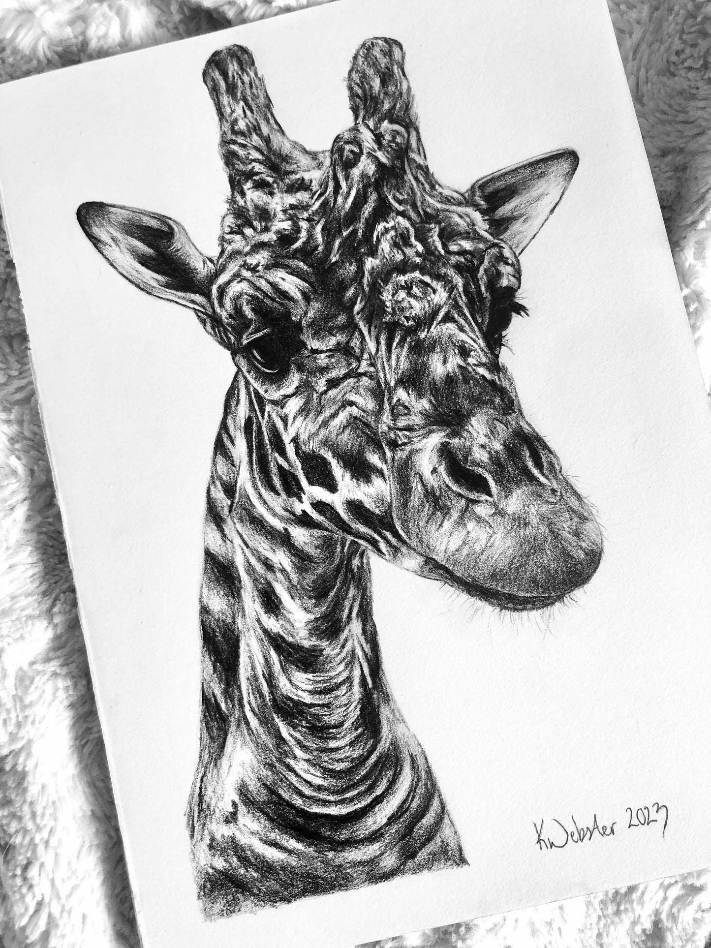 Personalised Pet Portraits & Commissions