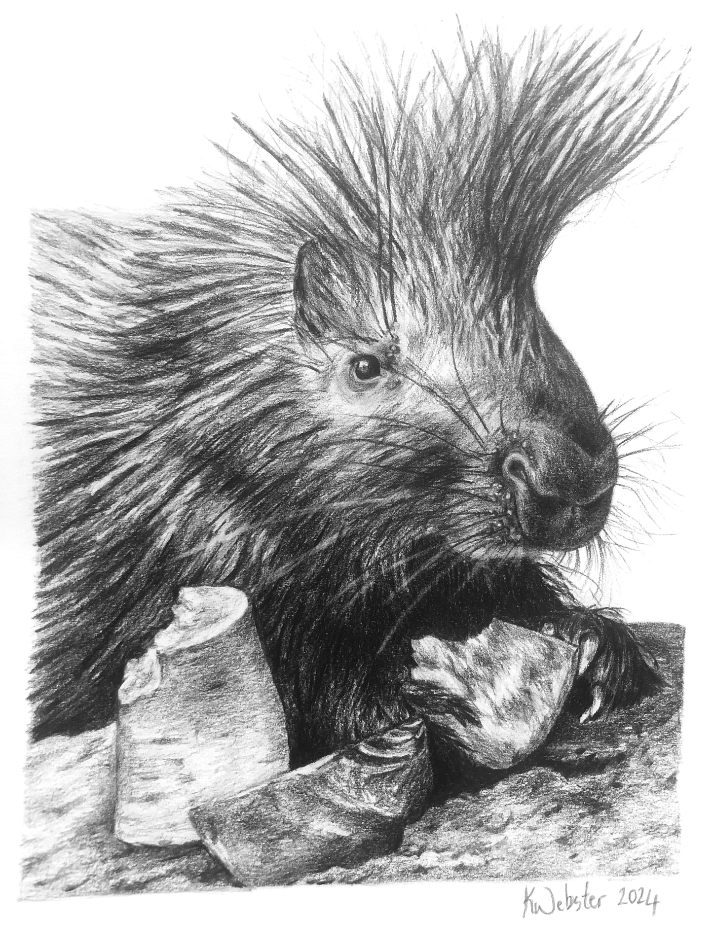 Personalised Pet Portraits & Commissions