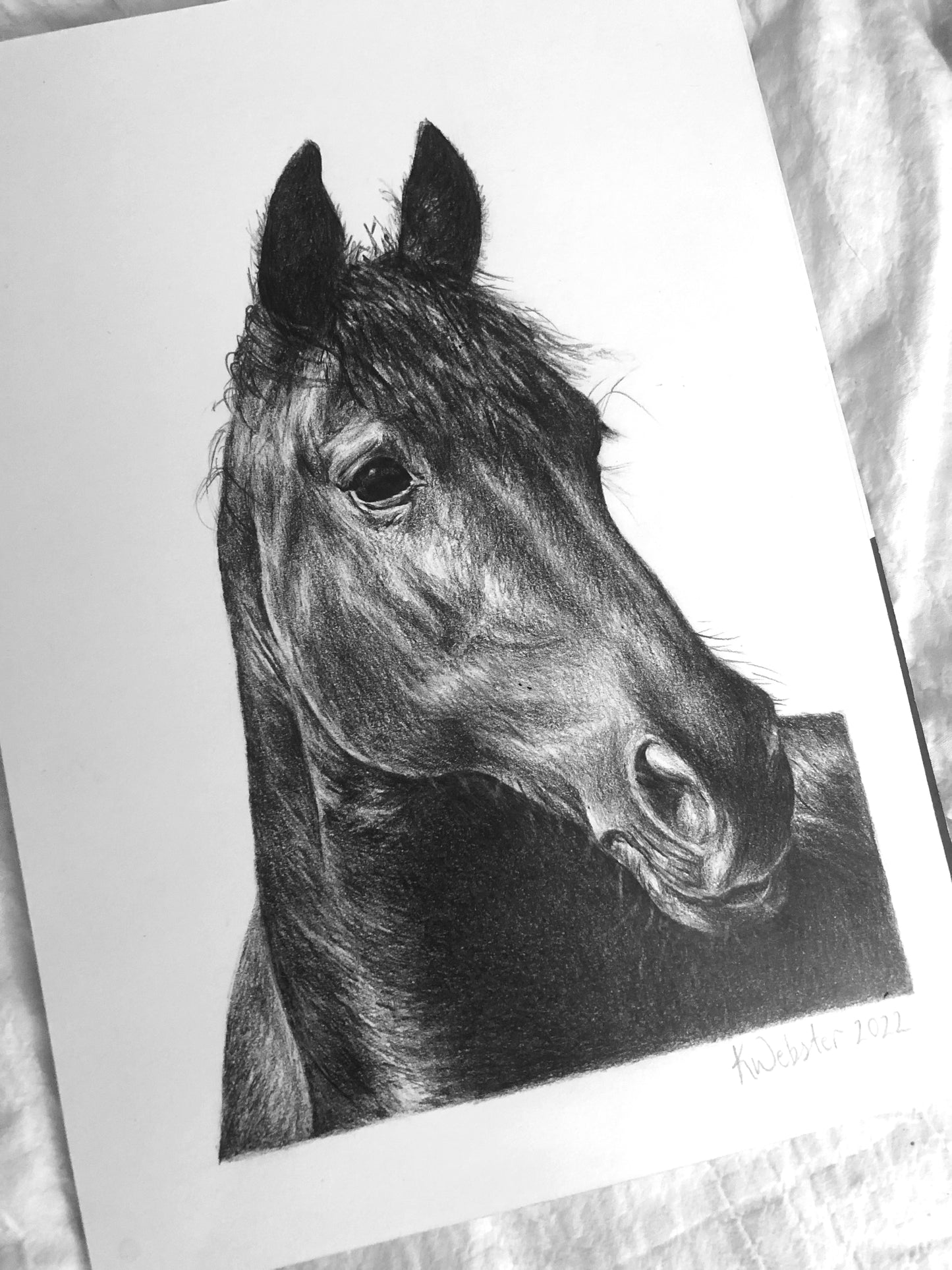 Personalised Pet Portraits & Commissions