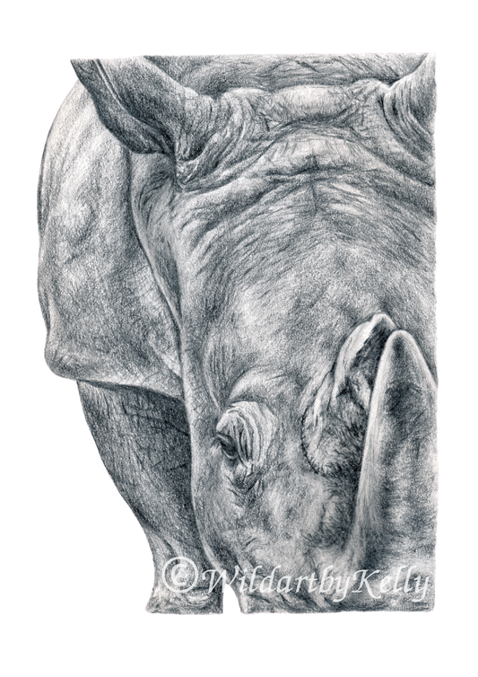 'Rhino' Fine Art Print