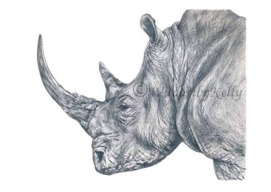 'Portrait of a Rhino' Fine Art Print