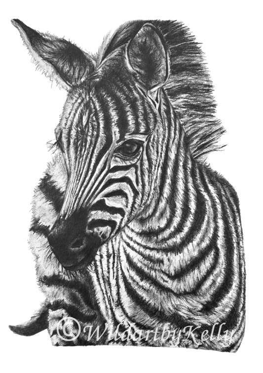 'Zebra Foal' Fine Art Print